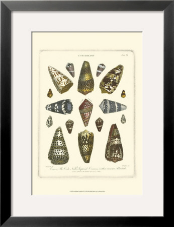 Conchology Collection Iv by Albertus Seba Pricing Limited Edition Print image