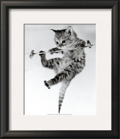 Kitten On A Clothes Line by Erik Parbst Pricing Limited Edition Print image