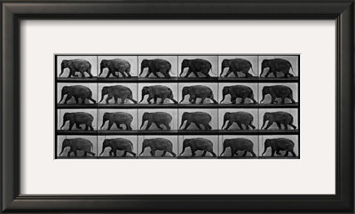 Elephant Walking by Eadweard Muybridge Pricing Limited Edition Print image
