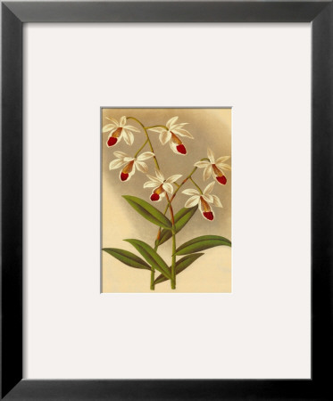 Classic Orchids I by Tara Wilde Pricing Limited Edition Print image