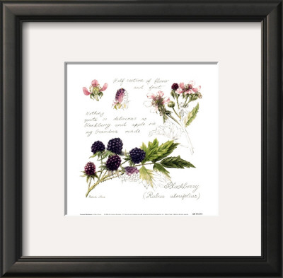 Summer Blackberry by Petula Stone Pricing Limited Edition Print image