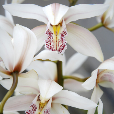 Orchid Closeup I by Nicole Katano Pricing Limited Edition Print image