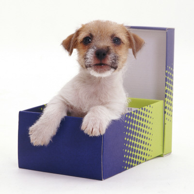 Jack In A Box - Jack Russell Terrier Pup In A Shoe Box by Jane Burton Pricing Limited Edition Print image