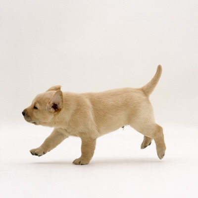 Yellow Labrador Retriever Puppy Running, 5 Weeks Old by Jane Burton Pricing Limited Edition Print image