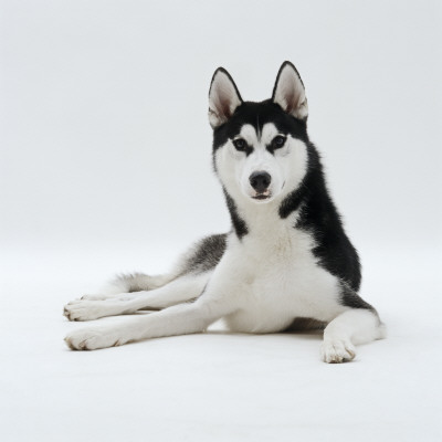 Siberian Husky Dog, Lying Down by Jane Burton Pricing Limited Edition Print image