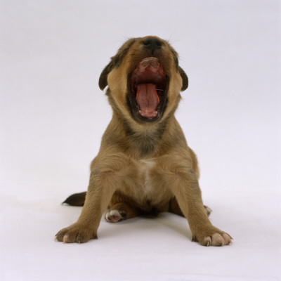 Lakeland Terrier X Border Collie, 4-Week Puppy Yawning by Jane Burton Pricing Limited Edition Print image