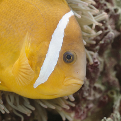 Fijian Anemonefish Head Portrait, From Pacific by Jane Burton Pricing Limited Edition Print image