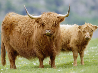 Highland Cow And Calf, Strathspey, Scotland, Uk by Pete Cairns Pricing Limited Edition Print image