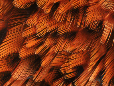 Close-Up Of Plumage Of Male Pheasant by Niall Benvie Pricing Limited Edition Print image