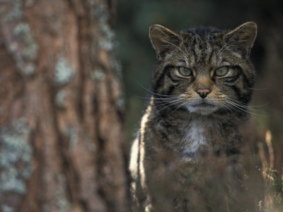 Wild Cat In Pine Forest, Cairngorms National Park, Scotland, Uk by Pete Cairns Pricing Limited Edition Print image