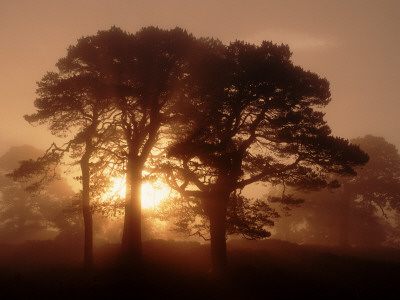 Scots Pine (Pinus Sylvestris) In Morning Mist, Glen Affric, Inverness-Shire, Scotland, Uk, Europe by Niall Benvie Pricing Limited Edition Print image