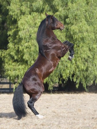 Bay Azteca (Half Andalusian Half Quarter Horse) Stallion Rearing On Hind Legs, Ojai, California by Carol Walker Pricing Limited Edition Print image