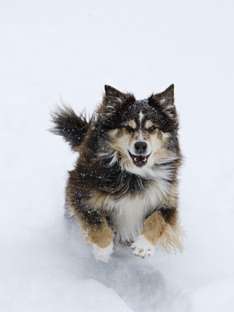 Female Red Tricolor Australian Shepherd Dog Running In Snow, Longmont, Colorado, Usa by Carol Walker Pricing Limited Edition Print image