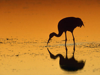 Sandhill Crane, Feeding At Sunset, Florida, Usa by Lynn M. Stone Pricing Limited Edition Print image