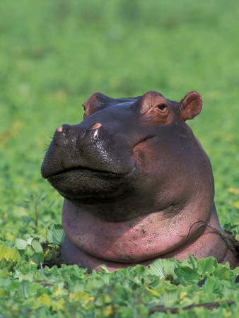 Hippopotamus Surrounded By Water Lettuce, Kruger National Park, South Africa by Tony Heald Pricing Limited Edition Print image