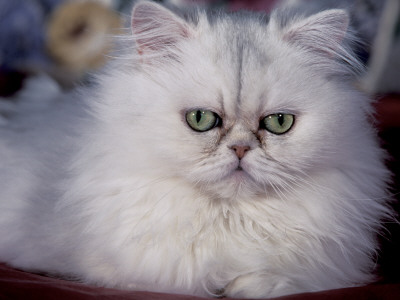 Pure Bred White Persian Domestic Cat by Lynn M. Stone Pricing Limited Edition Print image