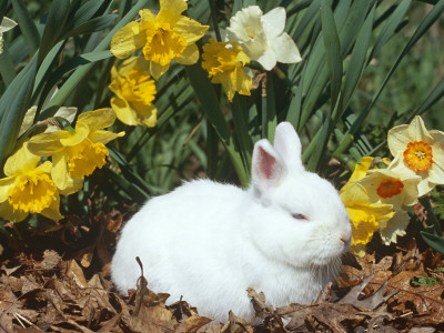 Baby Netherland Dwarf Rabbit, Amongst Daffodils, Usa by Lynn M. Stone Pricing Limited Edition Print image
