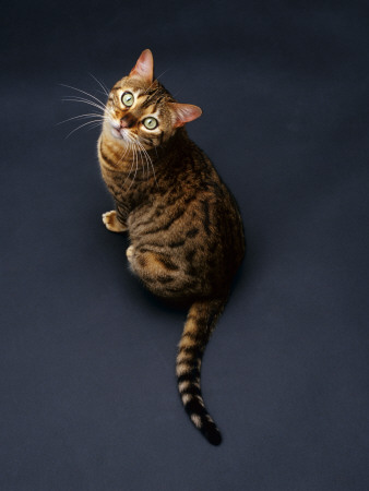 Domestic Cat, Female Brown Spotted Bengal Viewed From Above by Jane Burton Pricing Limited Edition Print image