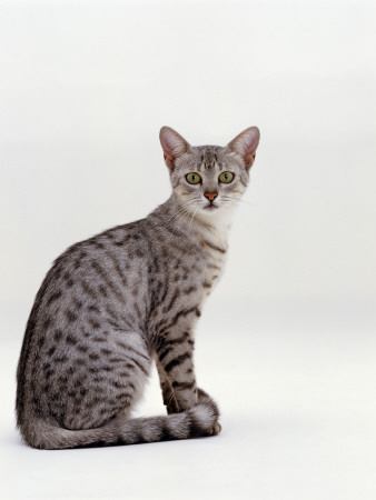 Domestic Cat, Female Silver Egyptian Mau by Jane Burton Pricing Limited Edition Print image