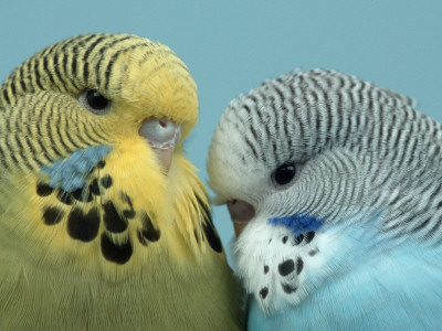 Budgerigar Pair Courting by Petra Wegner Pricing Limited Edition Print image