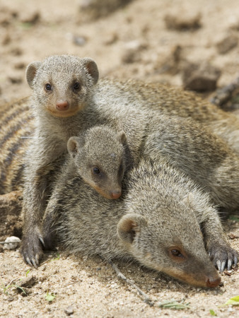 Banded Mongoose And Young, Etosha National Park, Namibia by Tony Heald Pricing Limited Edition Print image