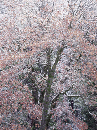 Oak Tree (Quercus Sp) Covered In Snow, Yosemite National Park, California, Usa by David Welling Pricing Limited Edition Print image