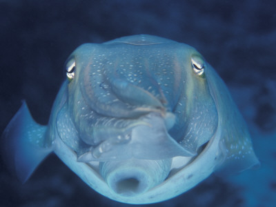 Broadclub Cuttlefish, Face-On, Great Barrier Reef, Australia by Jurgen Freund Pricing Limited Edition Print image