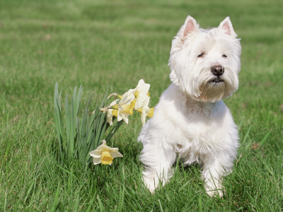 West Highland Terrier, Illinois, Usa by Lynn M. Stone Pricing Limited Edition Print image