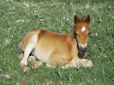 Mustang / Wild Horse Foal, Pryor Mountains, Montana, Usa by Lynn M. Stone Pricing Limited Edition Print image