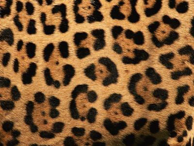Close-Up Of Jaguar Cat Coat, by Staffan Widstrand Pricing Limited Edition Print image