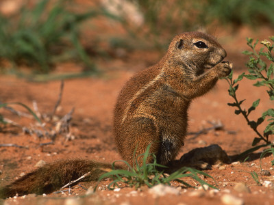 Cape Ground Squirrel Feeding, Kgalagadi National Park, South Africa by Pete Oxford Pricing Limited Edition Print image