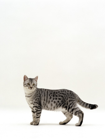 Domestic Cat, 5-Month Silver Spotted Shorthair Male, Standing With Tail Relaxed by Jane Burton Pricing Limited Edition Print image