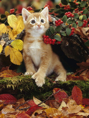 Ginger Kitten Among Autumn Leaves And Cotoneaster Berries, Note, Kitten Has Extra Toe (Polydactyl) by Jane Burton Pricing Limited Edition Print image