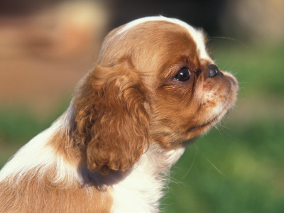 King Charles Cavalier Spaniel Puppy Profile by Adriano Bacchella Pricing Limited Edition Print image