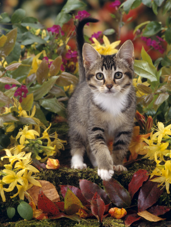 Domestic Cat, 12-Week, Agouti Tabby Kitten Among Yellow Azaleas And Spring Foliage by Jane Burton Pricing Limited Edition Print image