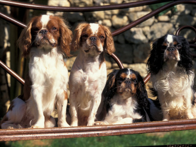 Four Young King Charles Cavalier Spaniels by Adriano Bacchella Pricing Limited Edition Print image