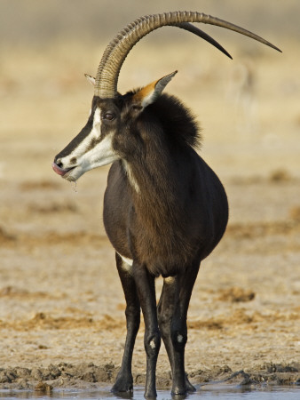 Sable Antelope, Male At Drinking Hole, Namibia by Tony Heald Pricing Limited Edition Print image