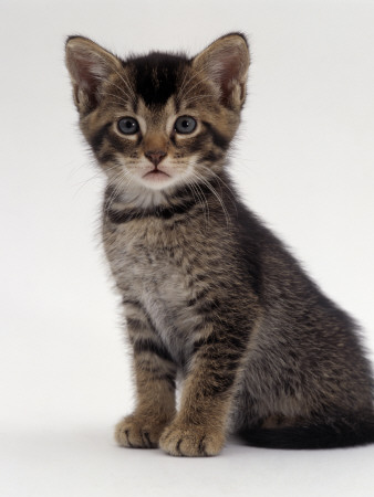 Domestic Cat, 9-Week Agouti-Tabby Male Kitten (Hybrid Wild Cat Crossed With A Blue Burmese) by Jane Burton Pricing Limited Edition Print image