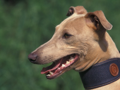 Fawn Whippet Wearing A Collar by Adriano Bacchella Pricing Limited Edition Print image