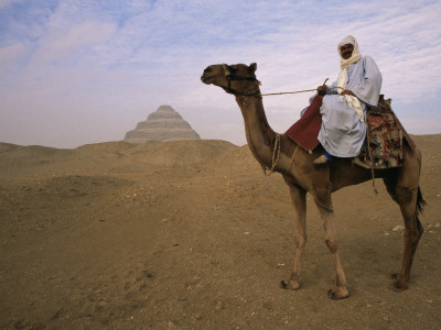 Bedouin Camel Rider In Front Of Pyramid Of Djoser, Egypt, North Africa by Staffan Widstrand Pricing Limited Edition Print image