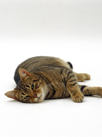Domestic Cat, Striped Tabby Male Lying On Side by Jane Burton Pricing Limited Edition Print image