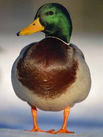 Mallard Drake Portrait Standing On Ice, Highlands, Scotland, Uk by Pete Cairns Pricing Limited Edition Print image