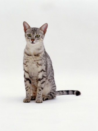 Domestic Cat, Female Silver Egyptian Mau Sitting by Jane Burton Pricing Limited Edition Print image