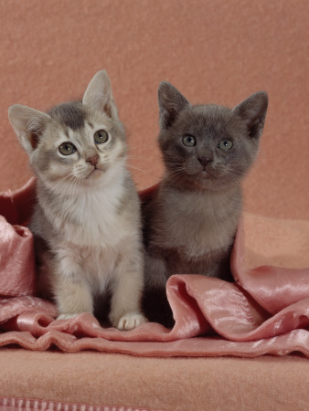 Domestic Cat, Blue Ticked Tabby And Burmese Kittens Under Pink Blanket, Bedroom by Jane Burton Pricing Limited Edition Print image