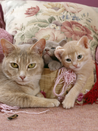 6-Week, Blue And Cream Kittens With Lilac Tortoiseshell Mother, Playing In Sewing Basket by Jane Burton Pricing Limited Edition Print image