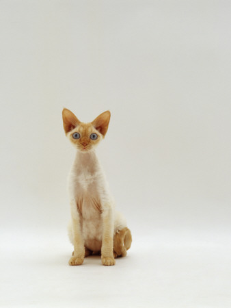 Domestic Cat, Rex Portrait by Jane Burton Pricing Limited Edition Print image