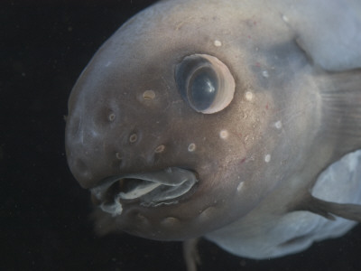 Deepsea Fish {Paraliparis Sp.), Deep Sea Atlantic Ocean by David Shale Pricing Limited Edition Print image