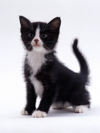 Domestic Cat, 6-Week, Black-And-White Kitten by Jane Burton Pricing Limited Edition Print image
