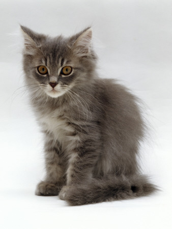 Domestic Cat, 10-Week, Grey Tabby Persian-Cross Kitten by Jane Burton Pricing Limited Edition Print image