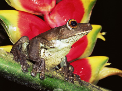 Tree Frog (Hyla Sp) Ecuadorian Amazon, South America by Pete Oxford Pricing Limited Edition Print image